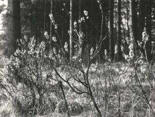 Echter Seidelbast (Daphne mezereum), auch Echt-Seidelbast, Gewöhnlicher Seidelbast oder Kellerhals