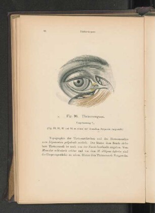 Fig. 90. Thränenorgane.