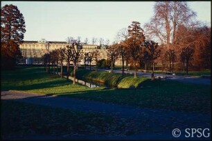 Potsdam, Park Sanssouci, Bullenwiese, Kastanien bei den Stichgräben.