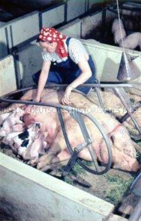 Bäuerin betreut Muttersau und Ferkel im Sauenanbindestall der LPG Semlow