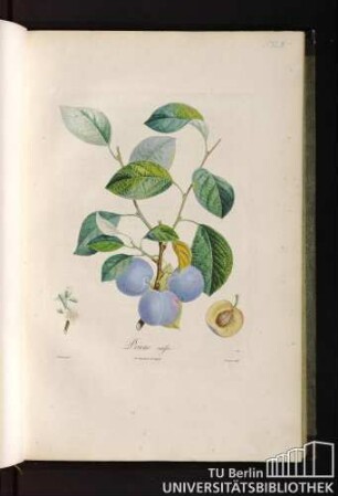 P. XLIII. Prune suisse.