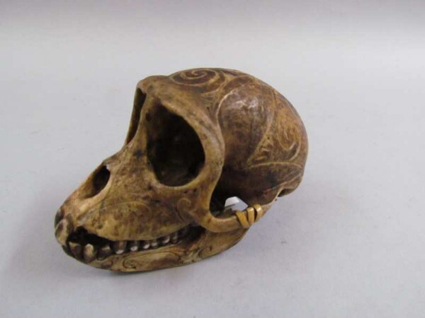 Monkey skull