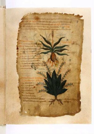 Ps.-Apuleius: De herbarum medicaminibus