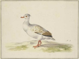 Weiße Ente mit braunen Flügeln, roten Füßen und Schnabel