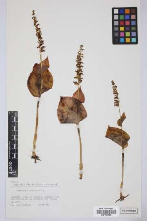 Gennaria diphylla (Link) Parl.