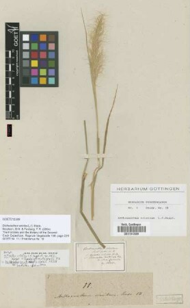 Dichelachne crinita (L.f.) Hook.