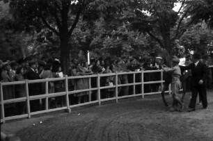 Bukarest: Hippodrom Baneasa, Vorführung der Pferde