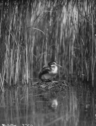 Haubentaucher : Haubentaucher (Podiceps cristatus Linnaeus) beim Brüten.