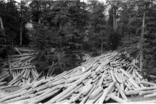 keine Beschreibung [Agapia: Kloster Agapia Deal, Baumstämme im Wald]