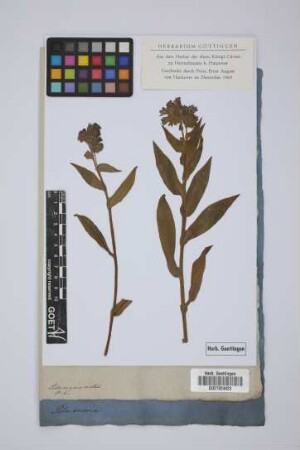 Pulmonaria mollis