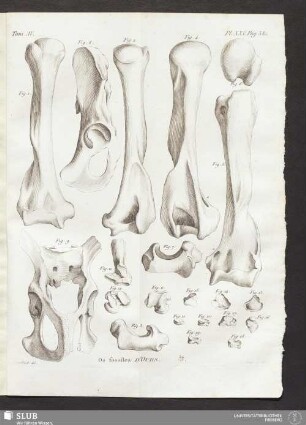 Pl. XXV. pag. 380