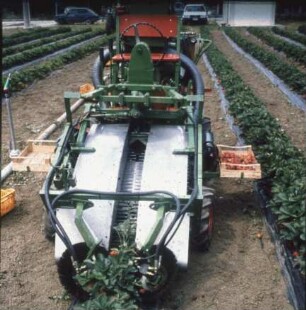 Fotografie: Obstbau, Erntetechnik, Erdbeeren