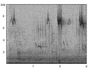 Kernbeißer | Coccothraustes coccothraustes - Gesang