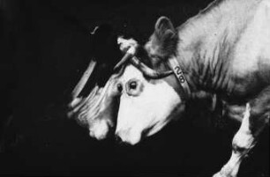 Fotografie: Tierverhalten, Rind