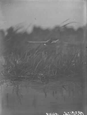 Trauerseeschwalbe : Trauerseeschwalbe (Childonias niger Linnaeus) Nest anfliegend.