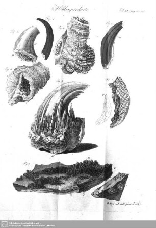 Höhlenproducte (Tab. IX, pag. 180-214)