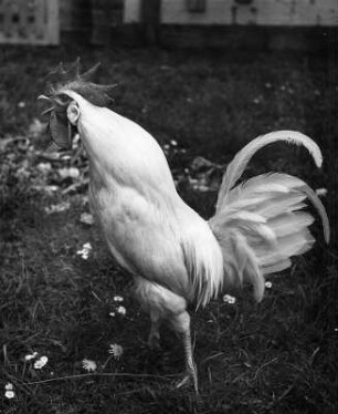 Casimir (weißer Gockel). Krähender, weißer Hahn auf einer Wiese