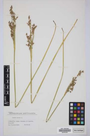Juncus acutus L.