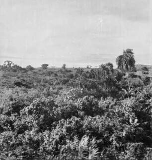Regenwald : Blick zu tropischem Regenwald in der Zentralregion von Uganda