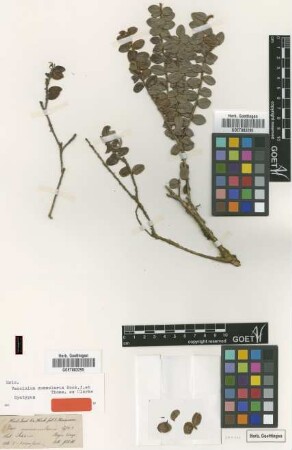 Vaccinium nummularia Hook.f. & Thomson ex C.B.Clarke [syntype]
