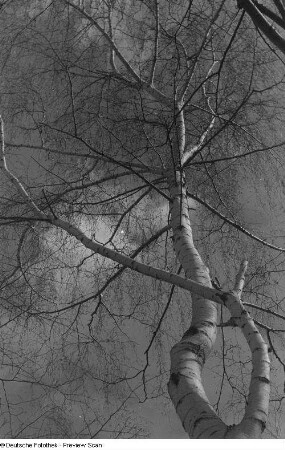 Birken in Untersicht