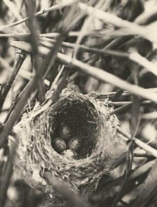 Teichrohrsängerr (Acrocephalus scirpaceus). Nest mit Gelege