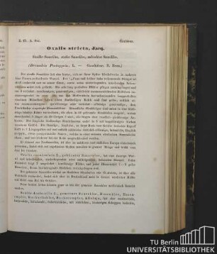 Oxalideae. Oxalis stricta, Jacq. Straffer Sauerklee, steifer Sauerklee, aufrechter Sauerklee. (Decandria Pentagynia, L. - Oxalideae, R. Brwn.)