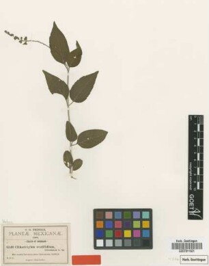 Citharexylum ovatifolium Greenm. [isotype]