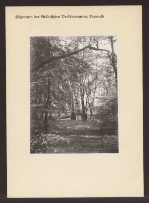Stimmungsfoto vom Teutoburger Wald. Papierabzug
