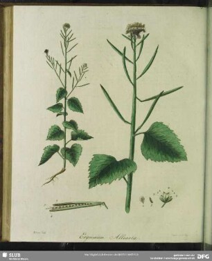 Erysimum Alliaria. Knoblauchs-Hederich