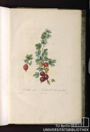 Pl. LXXXIV. 1. Violette ronde. 2. Couleur de chair longue lisse.