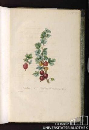 Pl. LXXXIV. 1. Violette ronde. 2. Couleur de chair longue lisse.