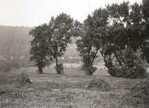 Schwarz-Pappel (Populus nigra) bei Prossen