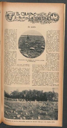La sandía : El campo y la chacra