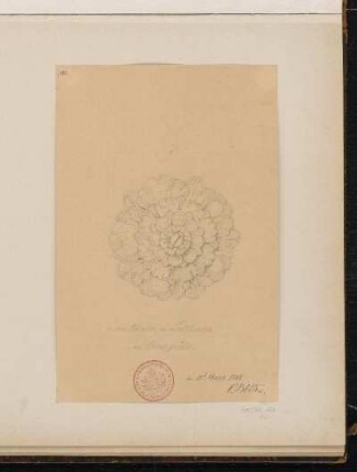 Rosette aus dem Gewölbe des Arkadenumgangs