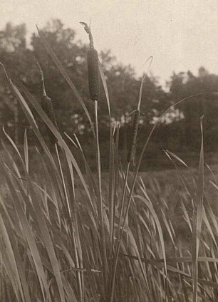 Breitblättriger Rohrkolben (Typha latifolia) und Schmalblättrige Rohrkolben (Typha angustifolia) im Vergleich