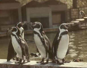 Dresden. Zoologischer Garten, Humboldtpinguine