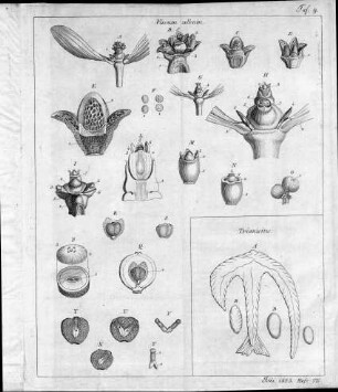 Tafel 9 zu Isis Heft VII. 1823