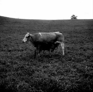 Kuh mit Kalb auf der Weide
