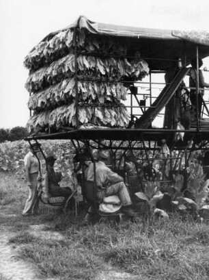 Harvester (Erntemaschine), USA, aus der Serie 'Die Welt des Tabaks'