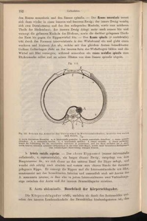 E. Aorta abdominalis. Bauchtheil der Körperschlagader.