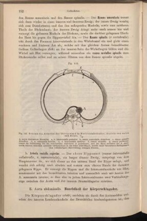 E. Aorta abdominalis. Bauchtheil der Körperschlagader.