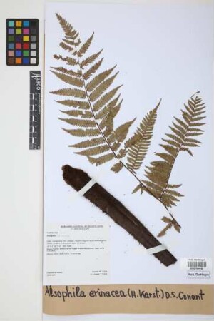 Alsophila erinacea (H.Karst.) D.S.Conant