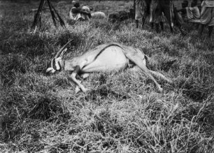Oryxantilope : Weibliche tote Oryxantilope