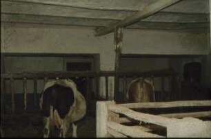 Fotografie: Milchviehhaltung, Fressgitter