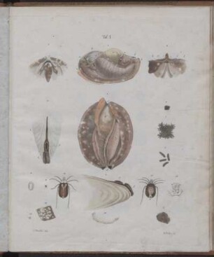Abt. 2, TAF: Naturgeschichte deutscher Land- und Süßwasser-Mollusken. Abt. 2
