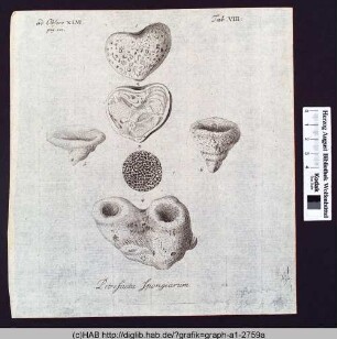 Petrefacta Spongiarum.