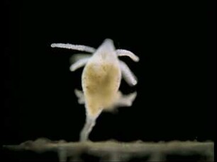 Lebenszyklus von Leuckartiara octona (Hydrozoa)