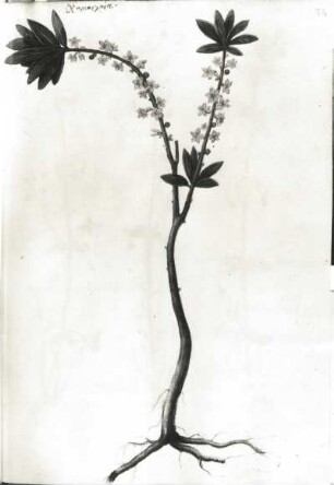Gemeiner Seidelbast (Daphne mezereum). Italienische Pflanzenhandschrift