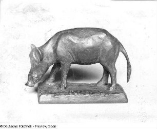 Wildschwein